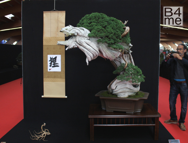 juniper tanuki bonsai